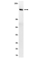 Anti-Tie2/TEK Antibody 05-584